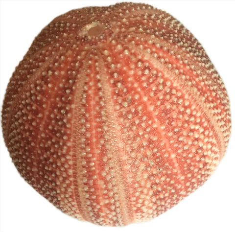 Urchin (large) orange