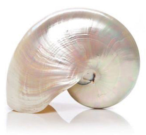Polished Nautilus Shell 14 x 10 x 3cm