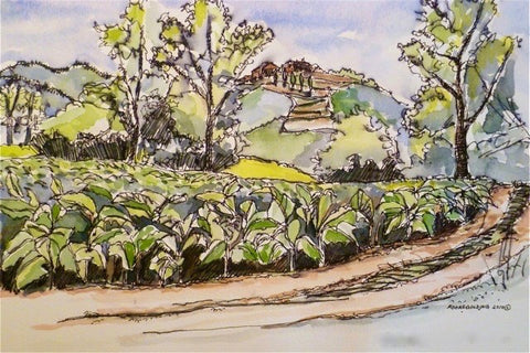 Tobacco, Anghiari Tuscany 2010  Elizabeth Moore Golding Original Artwork