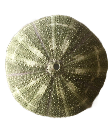 Urchin green, 10 x 4cm