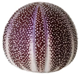 Urchin (large) purple