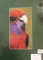 ‘Crimson Rosella’ Aileen Stinten original artwork