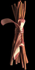 Long, thicker quills Sweet Cinnamon 45cm #1