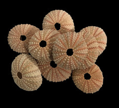 Pink Mini Sea Urchins pack of 9