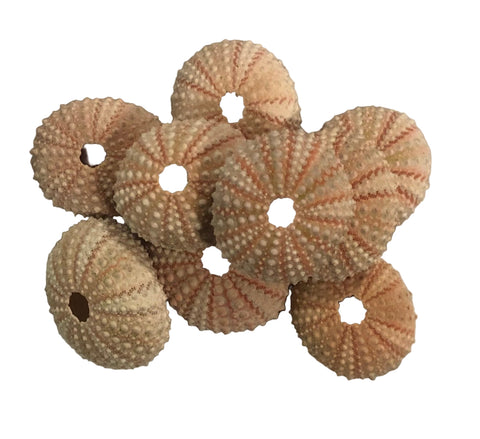 Pink Mini Sea Urchins pack of 9