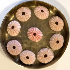Decorative plate with sea urchin shells on a white background